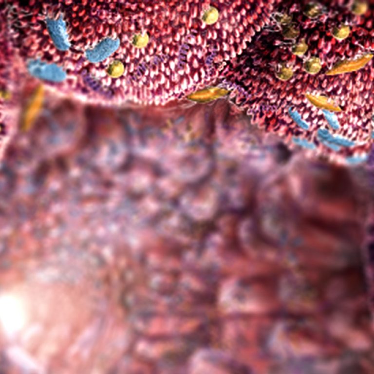 Darm-Mikrobiom / sciencenews.org