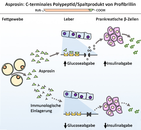 Asprosin - Enstehungs- und Wirkschema