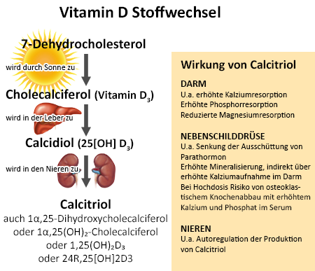 Stoffwechsel von Vitamin D - HEILPRAXIS SCHOENHOFF