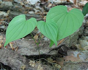 Junge Yamspflanze in der Natur, Bild: Wikimedia Commons