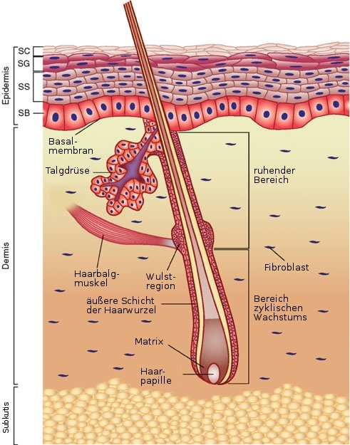 Anatomie der Haut. Bild: Wong Chang, Quelle: wikimedia commons